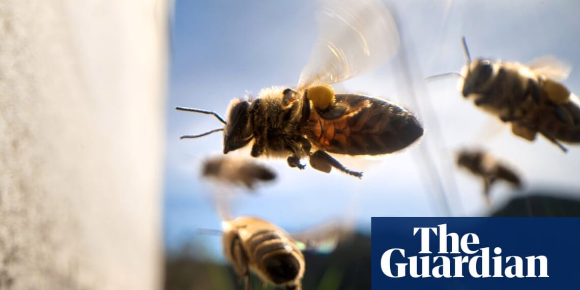 Workers’ collectives are the bee’s knees | Brief letters – The Guardian