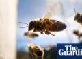 Workers’ collectives are the bee’s knees | Brief letters – The Guardian