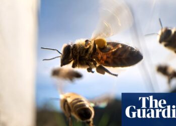 Workers’ collectives are the bee’s knees | Brief letters – The Guardian