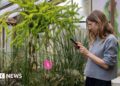 AI lets visitors to Cambridge botanic gardens chat to plants