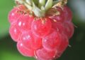 Using a Raspberry Pi to run OpenClaw makes no sense • The Register