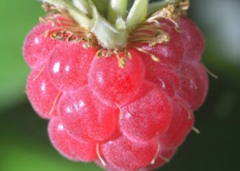 Using a Raspberry Pi to run OpenClaw makes no sense • The Register