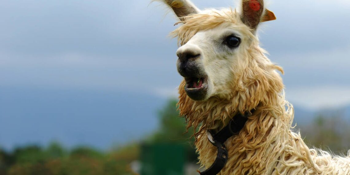 Three AI engines walk into a bar in single file… • The Register