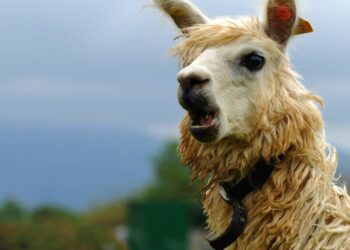 Three AI engines walk into a bar in single file… • The Register