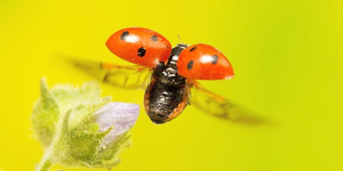 Ladybird indie web browser flutters toward Rust • The Register