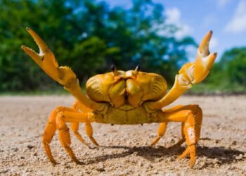 Meet NanoClaw • The Register